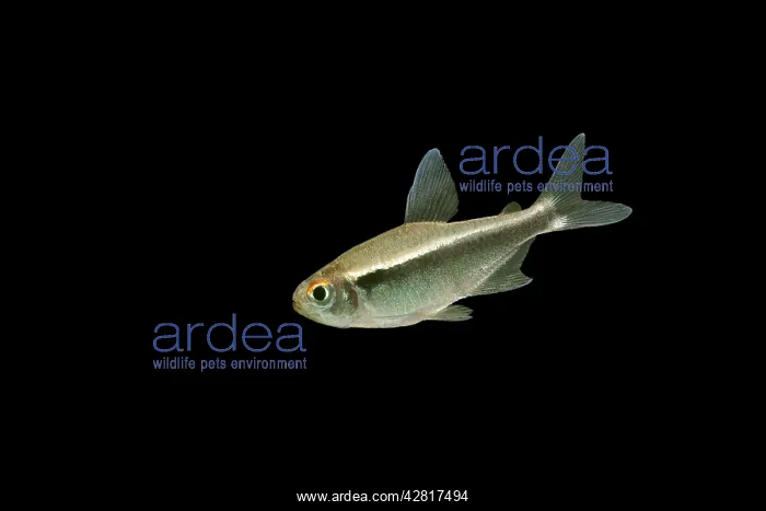 : Fish - Black Neon Tetra : Fish - Black Neon Tetra