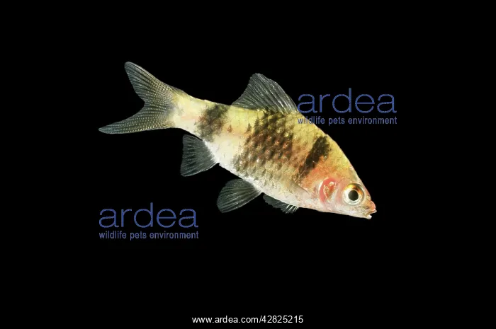  : FISH - Black Ruby BARB