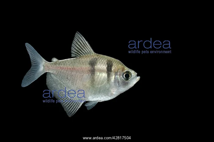 : Fish - Black Widow Tetra : Fish - Black Widow Tetra