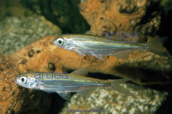 : Fish - Bleak : Fish - Bleak