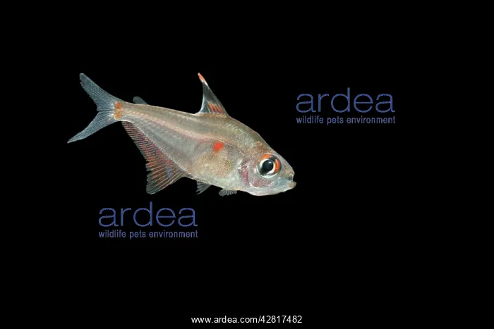 : Fish - Bleeding Heart Tetra : Fish - Bleeding Heart Tetra