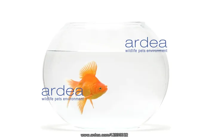 : Fish bowl - with goldfish in studio : Fish bowl - with goldfish in studio