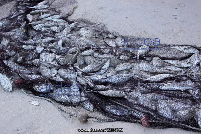 : Fish - caught in net : Fish - caught in net