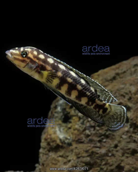 : Fish - Checkered Julie Cichlid : Fish - Checkered Julie Cichlid