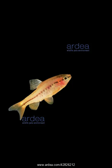 : Fish - cherry barb : Fish - cherry barb