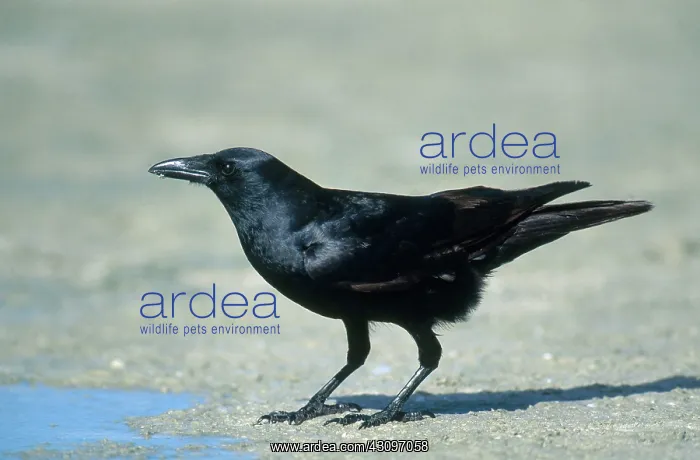 : Fish Crow. Fish crow (Corvus ossifragus) on a beach in Florida : Fish Crow. Fish crow (Corvus ossifragus) on a beach in Florida