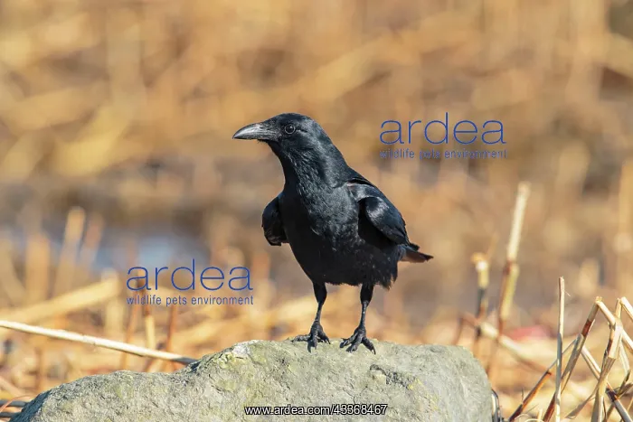  : Fish Crow