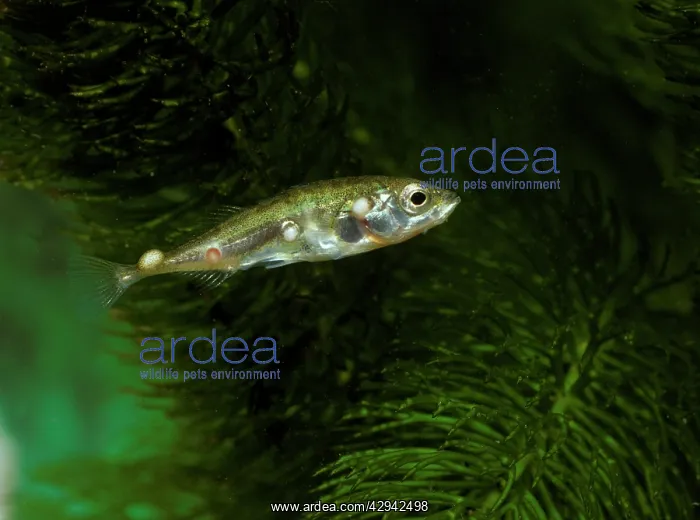 : Fish - Cysts of glugea anomala on stickleback : Fish - Cysts of glugea anomala on stickleback