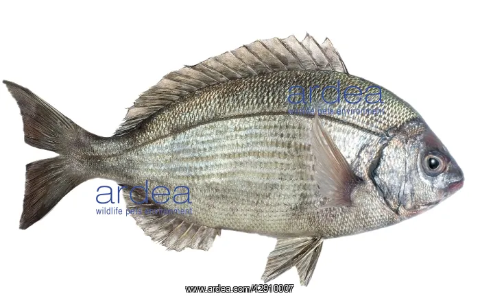  : Fish - Dorade  /  Sea Bream in studio
