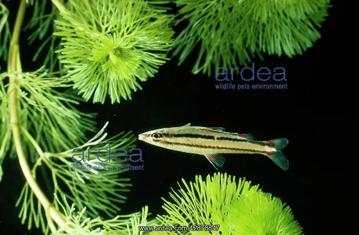  : FISH - Dwarf Pencilfish