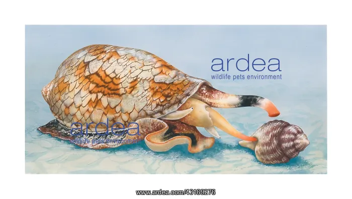 : Fish-eating cone shells : Fish-eating cone shells