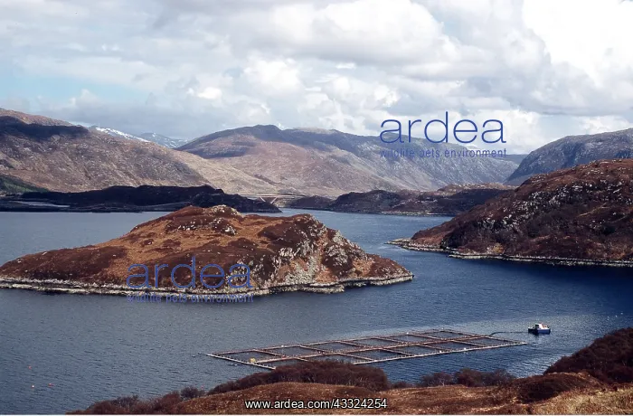 : FISH FARM - ATLANTIC SALMON CAGES : FISH FARM - ATLANTIC SALMON CAGES