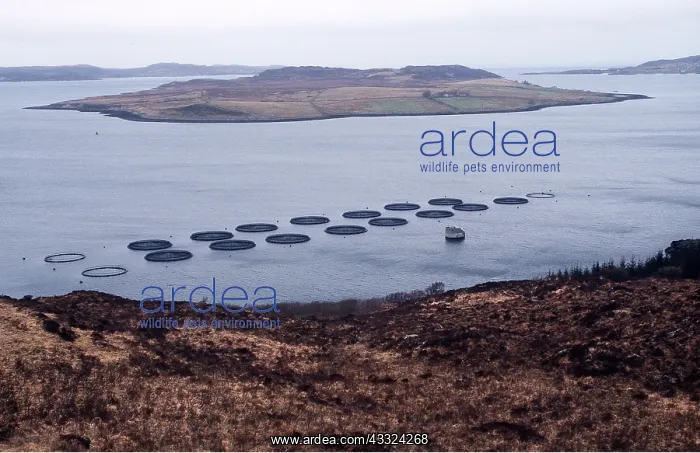 : FISH FARM - ATLANTIC SALMON CAGES : FISH FARM - ATLANTIC SALMON CAGES
