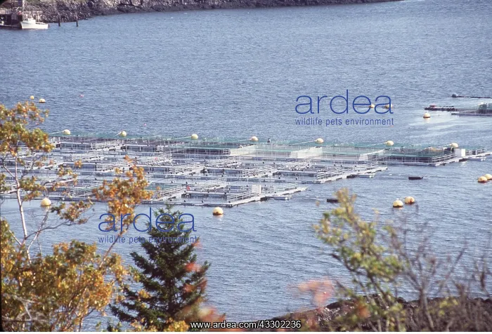 : FISH FARM - Salmon Farming : FISH FARM - Salmon Farming