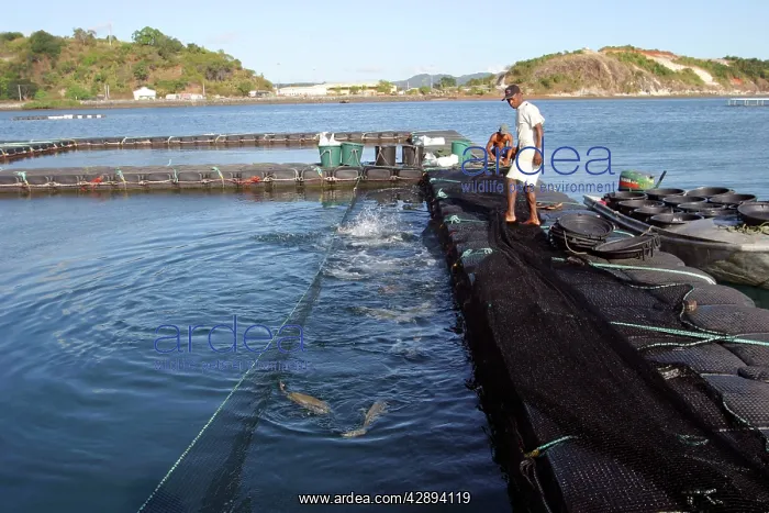: Fish Farm - Yellowfin Croaker (Umbrina sp.) : Fish Farm - Yellowfin Croaker (Umbrina sp.)