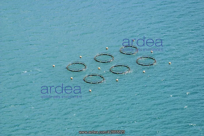 : Fish Farming : Fish Farming