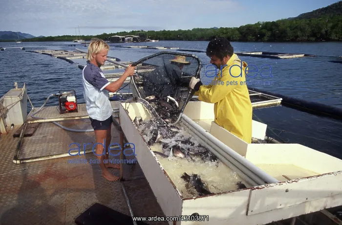 : Fish farming : Fish farming