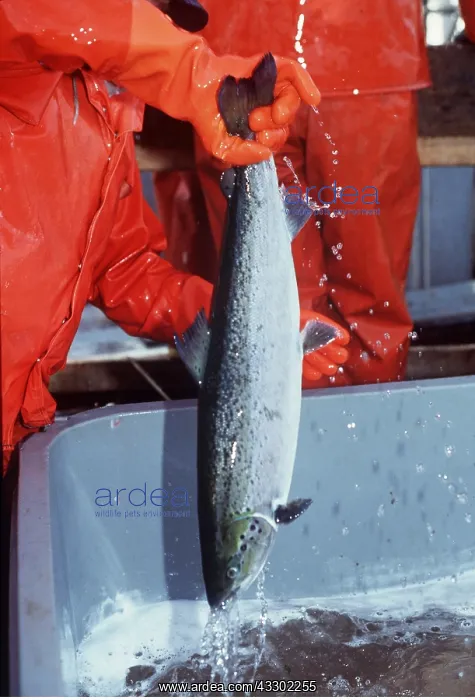 : FISH FARMING - Harvesting salmon from pens in the Atlantic : FISH FARMING - Harvesting salmon from pens in the Atlantic