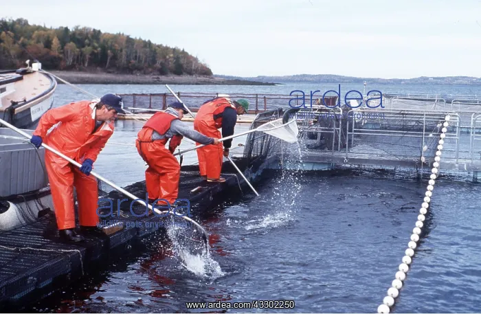 : FISH FARMING - Salmon farming : FISH FARMING - Salmon farming