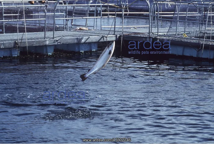 : FISH FARMING - Salmon farming in pens : FISH FARMING - Salmon farming in pens