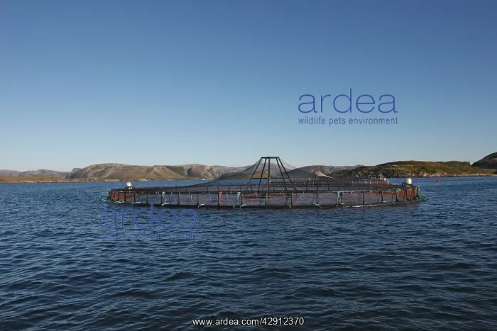 : Fish Farming - Salmon in fjord : Fish Farming - Salmon in fjord