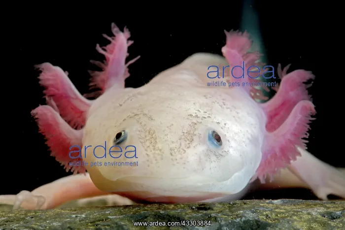 : Fish with feathers and claws? : Fish with feathers and claws?