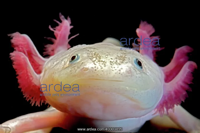 : Fish with feathers and claws? : Fish with feathers and claws?