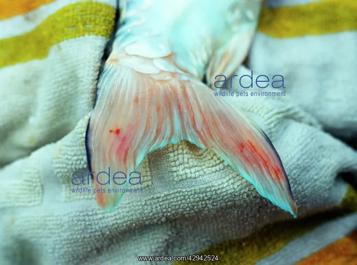  : Fish - fin rot - a badly infected tail on Koi