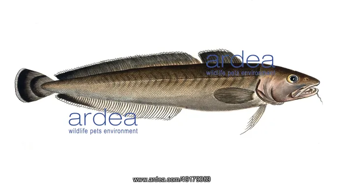 : Fish, Fish, Family of cod, Gadus molva : Fish, Fish, Family of cod, Gadus molva