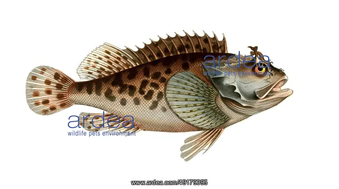 : Fish, Fish, Fish genus from the scorpionfish family : Fish, Fish, Fish genus from the scorpionfish family