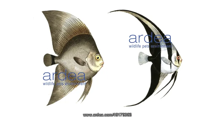 : Fish, Fish, left: Genus butterflyfish : Fish, Fish, left: Genus butterflyfish