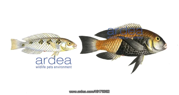 : Fish, fish, left: Genus of wrasses : Fish, fish, left: Genus of wrasses