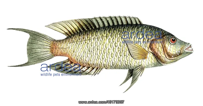 : Fish, Fish, Sea bream family, Sparus chlorurus : Fish, Fish, Sea bream family, Sparus chlorurus