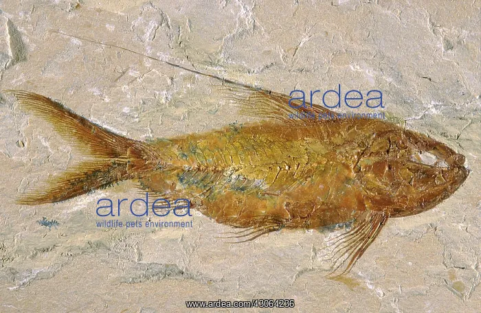 : Fish Fossil : Fish Fossil