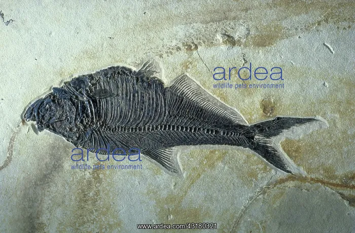 : Fish fossil : Fish fossil
