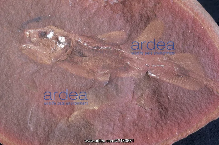 : Fish Fossil : Fish Fossil