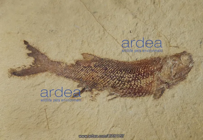 : Fish fossil : Fish fossil