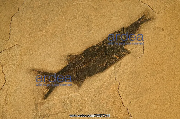  : Fish Fossil - Diplomystis Aspiration - Diplomystis