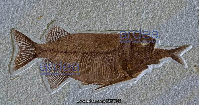 : Fish Fossil - Phareodus Aspiration - Phareodus : Fish Fossil - Phareodus Aspiration - Phareodus