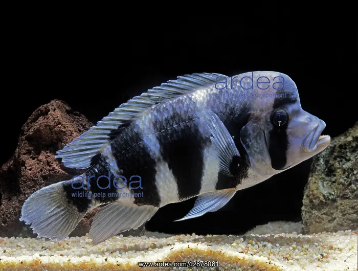 : Fish - Frontosa Cichlid : Fish - Frontosa Cichlid