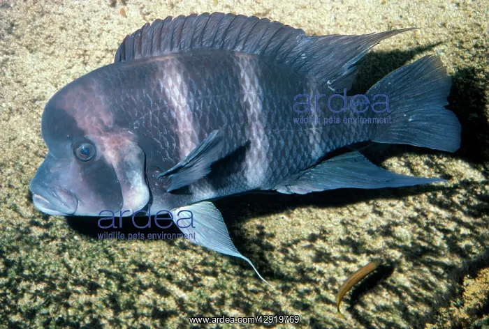 : FISH - Frontosa Cichlid : FISH - Frontosa Cichlid