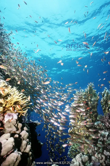: FISH - GLASS EYES : FISH - GLASS EYES