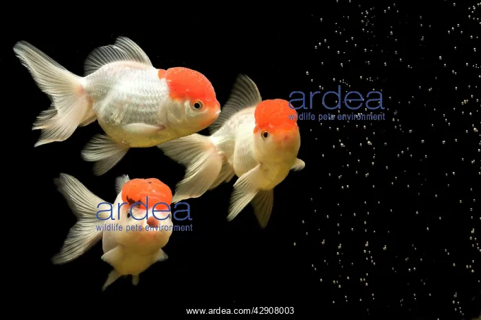 : Fish - goldfish - black background : Fish - goldfish - black background