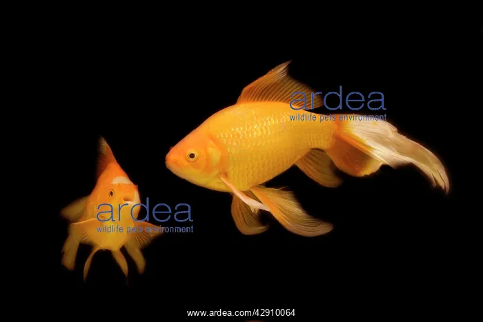 : Fish - goldfish - black background : Fish - goldfish - black background
