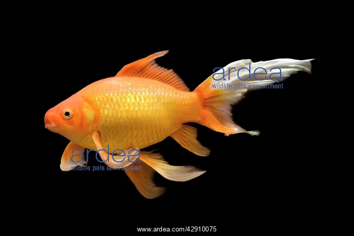 : Fish - goldfish - black background : Fish - goldfish - black background