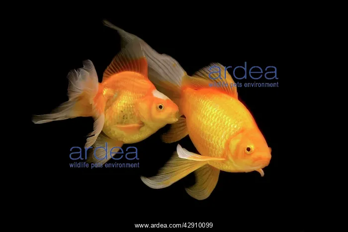 : Fish - goldfish - black background : Fish - goldfish - black background