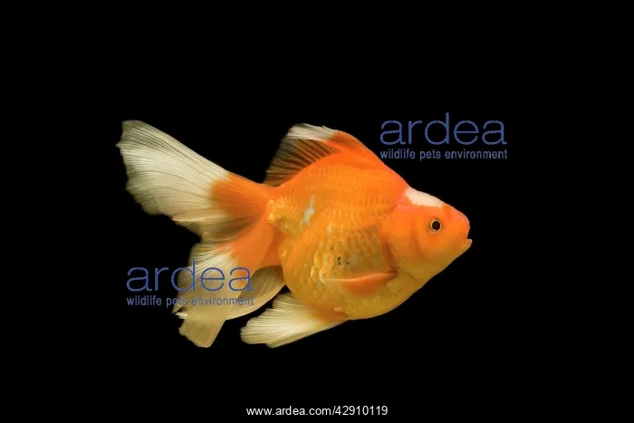 : Fish - goldfish - black background : Fish - goldfish - black background