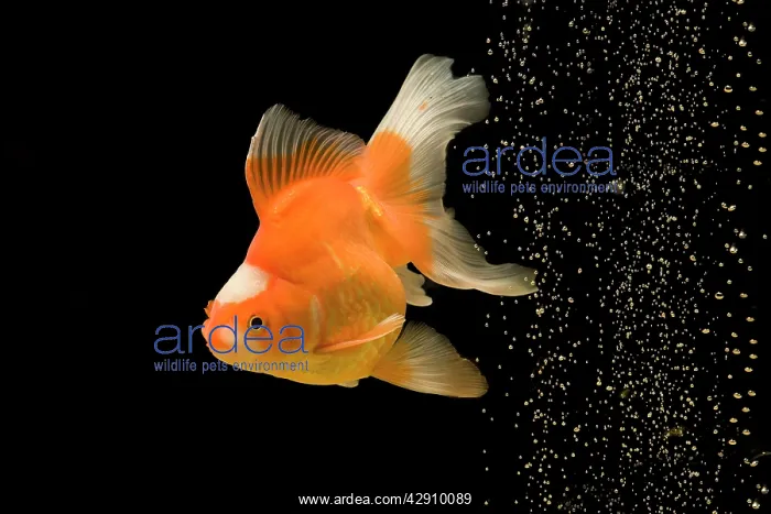 : Fish - goldfish - black background & bubbles : Fish - goldfish - black background & bubbles