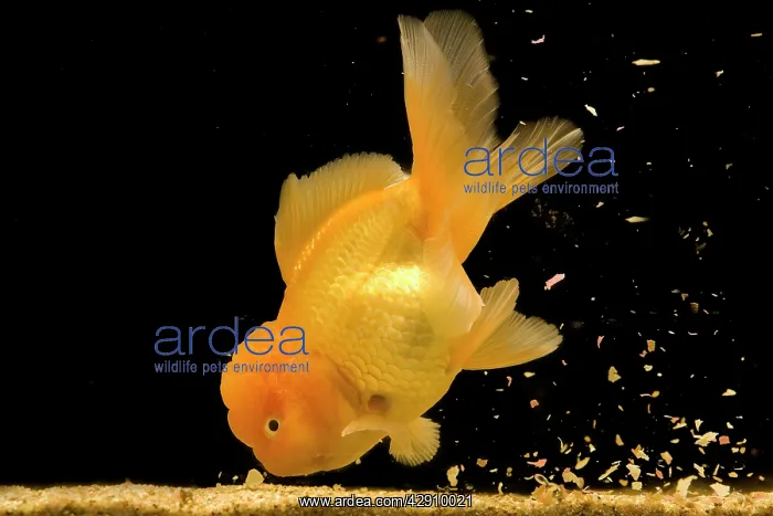 : Fish - goldfish feeding on food at bottom of tank : Fish - goldfish feeding on food at bottom of tank