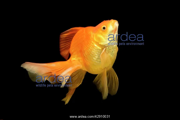 : Fish - goldfish in tank : Fish - goldfish in tank